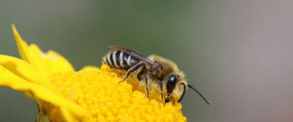 Seidenbiene (Colletes spec.)