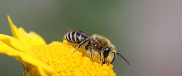 Seidenbiene (Colletes spec.)