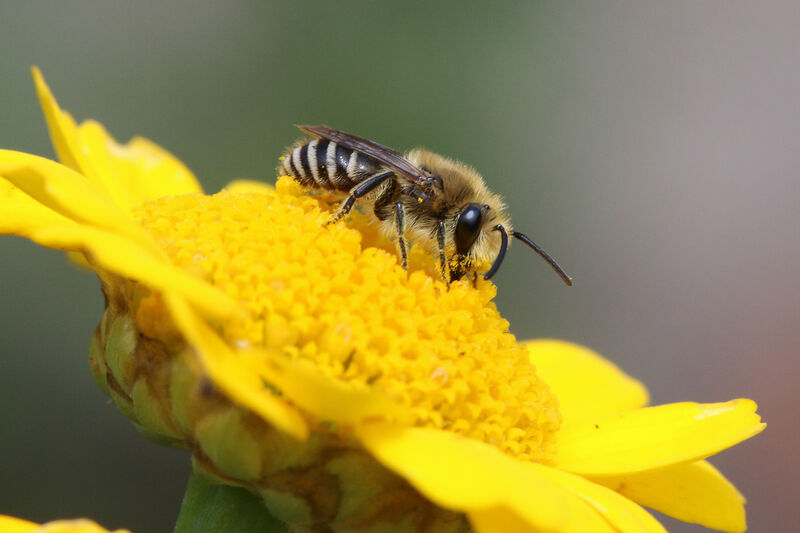 Insekten brauchen mehr naturnahes Grün